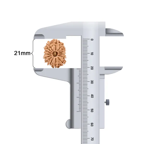 Techpandit_15_Mukhi_Nepal_Rudraksha_Bead