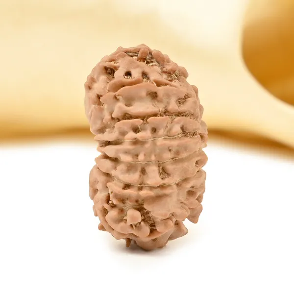 Techpandit_15_Mukhi_Nepal_Rudraksha_Bead