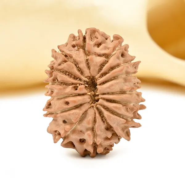 Techpandit_15_Mukhi_Nepal_Rudraksha_Bead