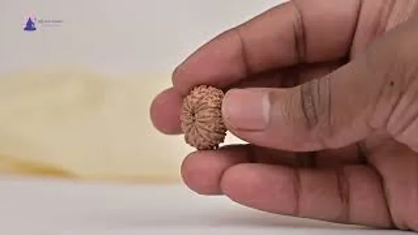 Techpandit_15_Mukhi_Nepal_Rudraksha_Bead