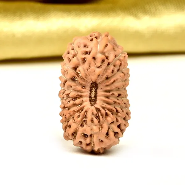 18_Mukhi_From_Java_Indonesia_Cxxxvii