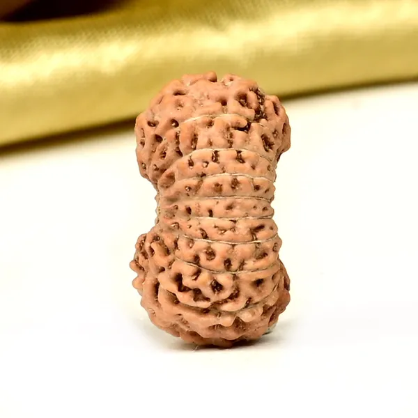 18_Mukhi_From_Java_Indonesia_Cxxxvii