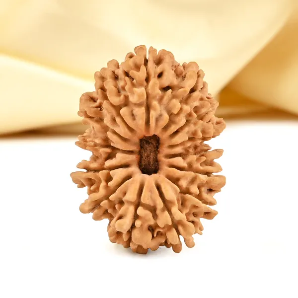 14_Mukhi_From_Nepal_Cclxx_Small