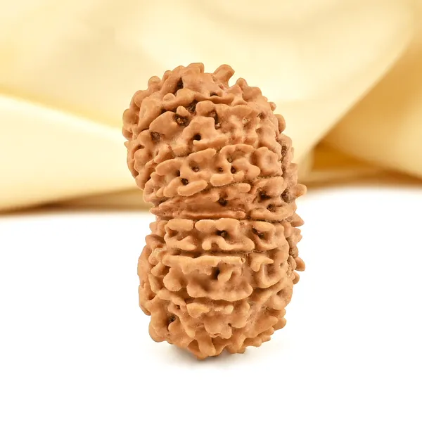 14_Mukhi_From_Nepal_Cclxx_Small