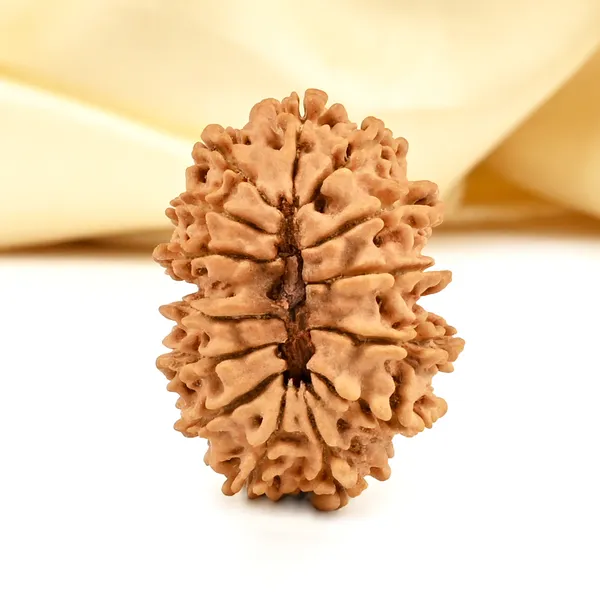 14_Mukhi_From_Nepal_Cclxx_Small