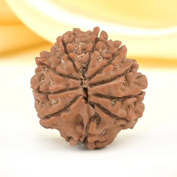 10_Mukhi_From_Nepal_Small_Cdlxv