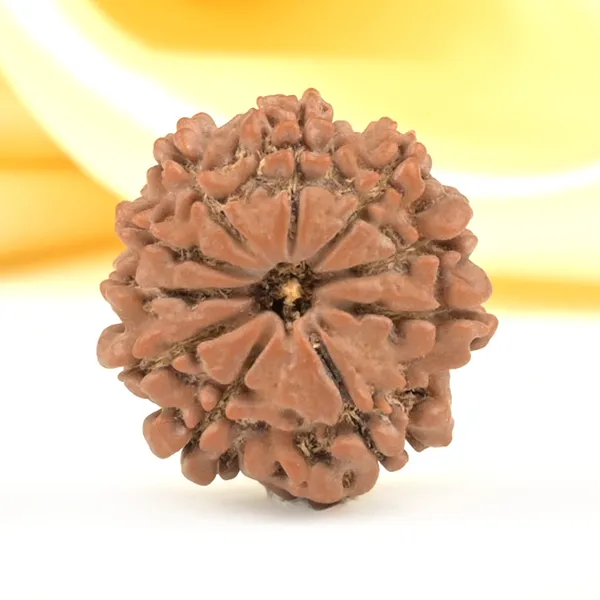 10_Mukhi_From_Nepal_Small_Cdlxv