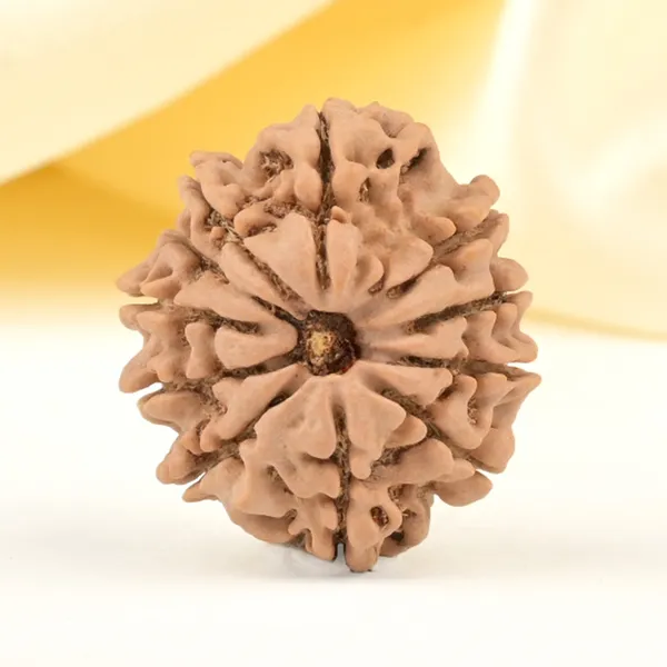 11_Mukhi_From_Nepal_Small_Cccxl