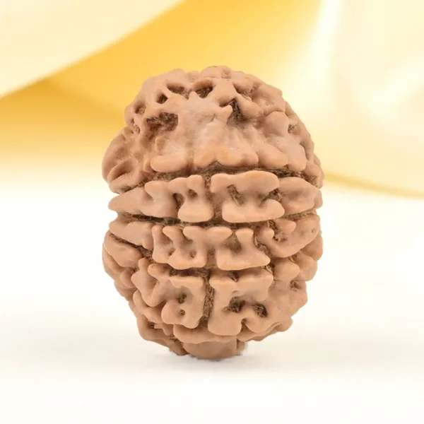 11_Mukhi_From_Nepal_Small_Cccxl