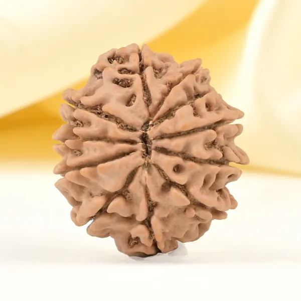 11_Mukhi_From_Nepal_Small_Cccxl