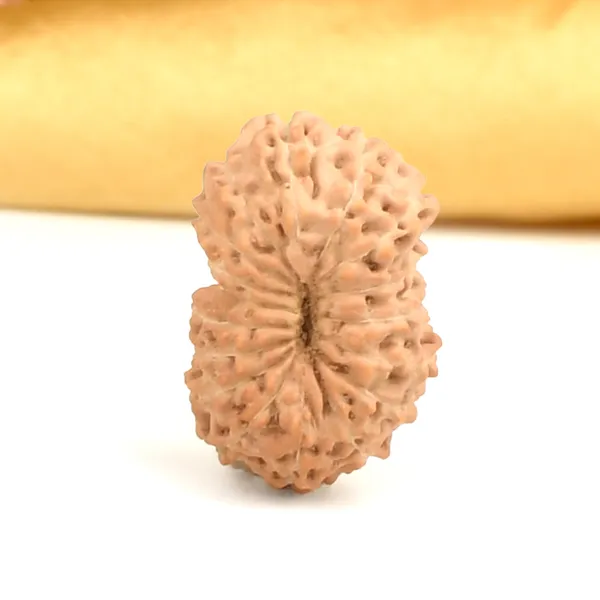 17_Mukhi_From_Java_Indonesia_Large_Cxcvii