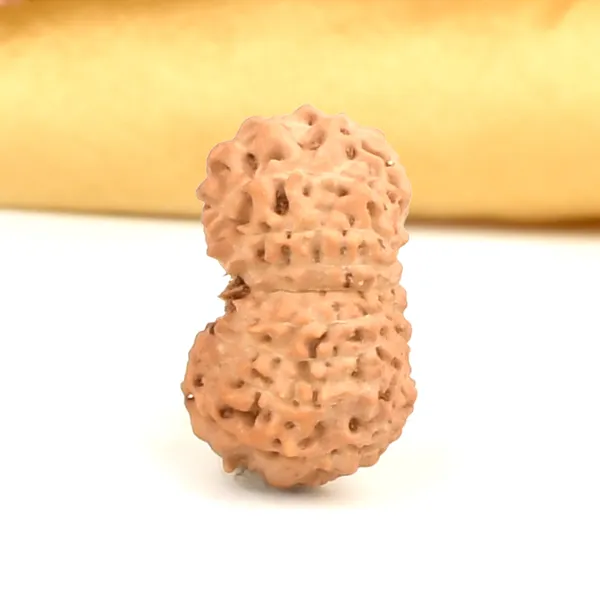 17_Mukhi_From_Java_Indonesia_Large_Cxcvii