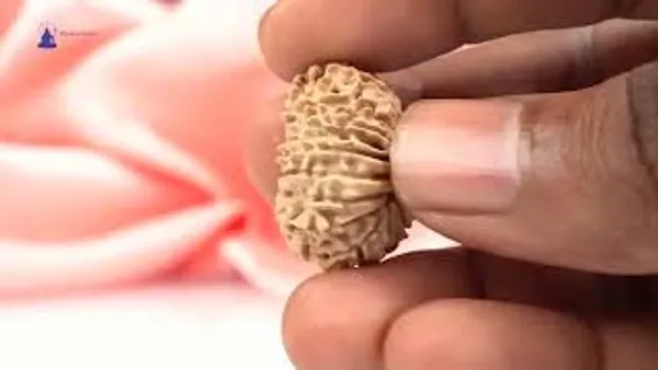 16_Mukhi_From_Nepal_Small_Xxx