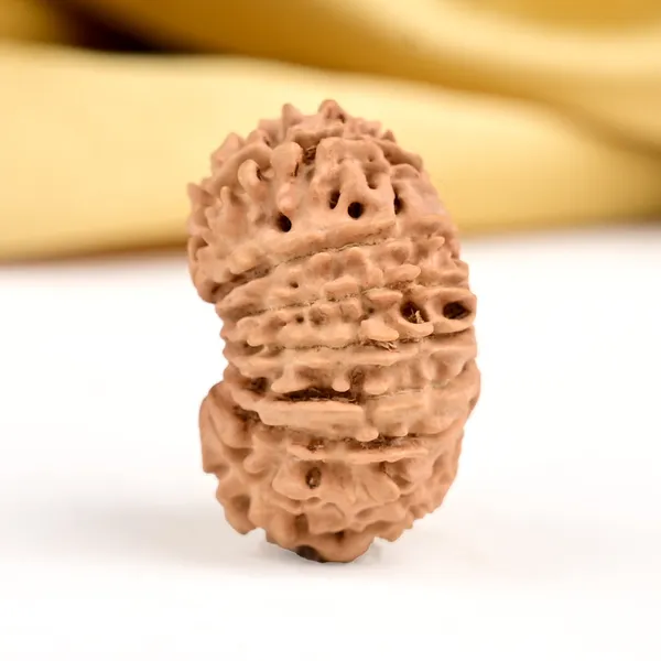 16_Mukhi_From_Nepal_Small_Xxx
