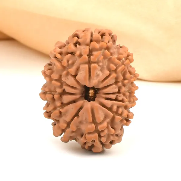 12_Mukhi_Rudraksha_Bead_From_Nepal