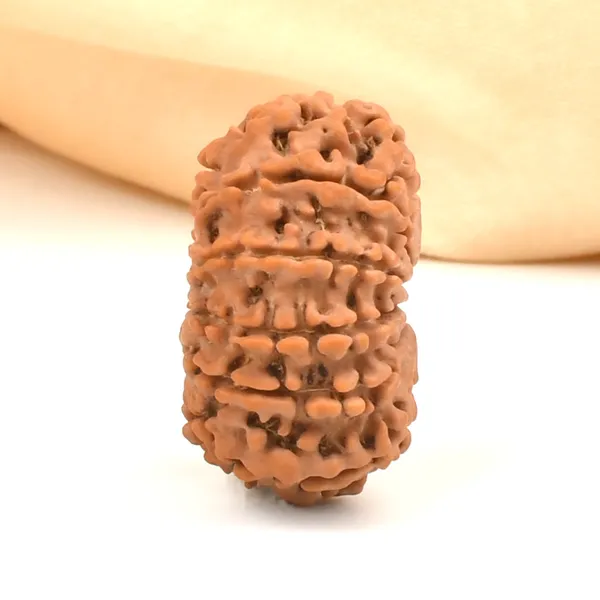 12_Mukhi_Rudraksha_Bead_From_Nepal