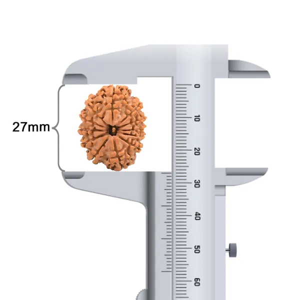 12_Mukhi_Rudraksha_Bead_From_Nepal
