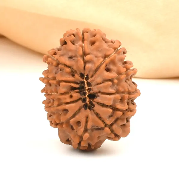 12_Mukhi_Rudraksha_Bead_From_Nepal