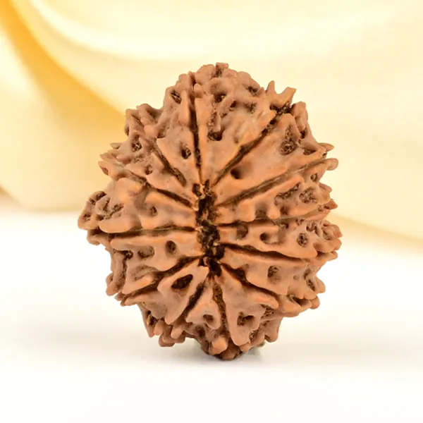 12_Mukhi_From_Nepal_Small_Cdlxvii