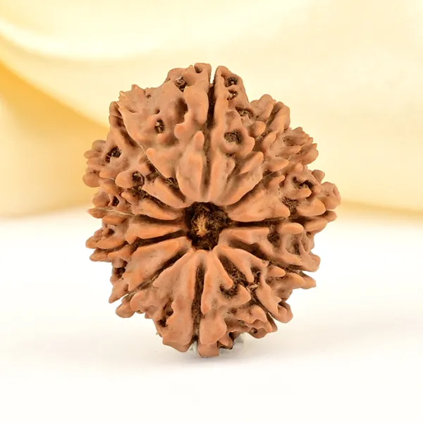 12_Mukhi_From_Nepal_Small_Cdlxvii