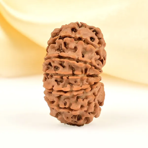 12_Mukhi_From_Nepal_Small_Cdlxvii