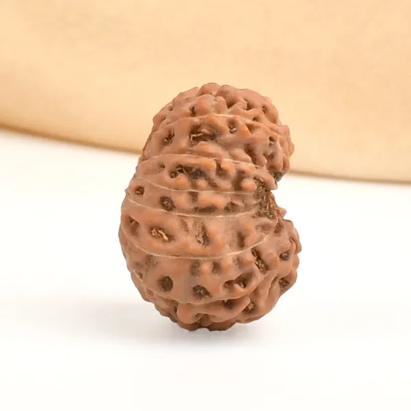 13_Mukhi_From_Java_Indonesia_Ccxviii