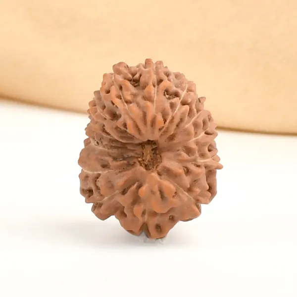 13_Mukhi_From_Java_Indonesia_Ccxviii
