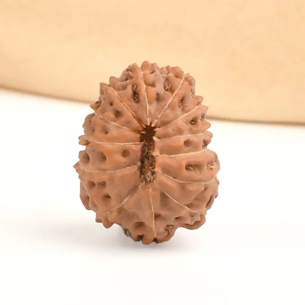 13_Mukhi_From_Java_Indonesia_Ccxviii