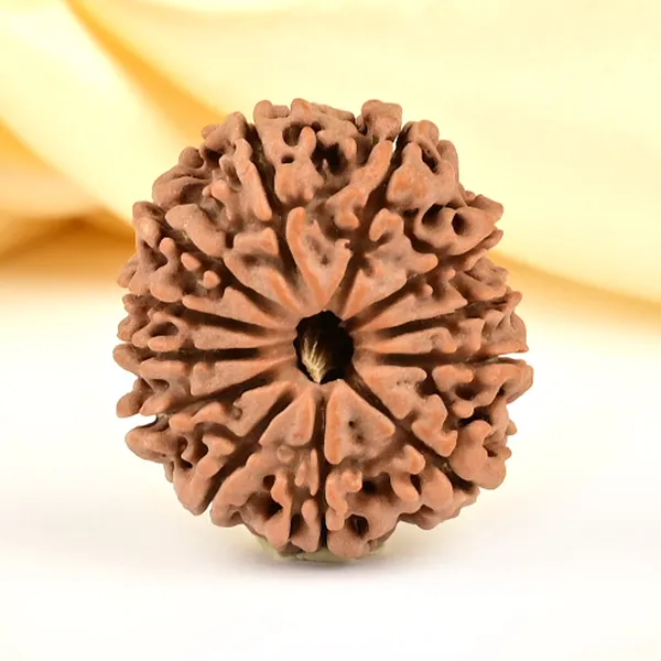 Techpandit_12_Mukhi_Rudraksha_Bead_Nepal_Origin