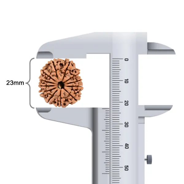 Techpandit_12_Mukhi_Rudraksha_Bead_Nepal_Origin