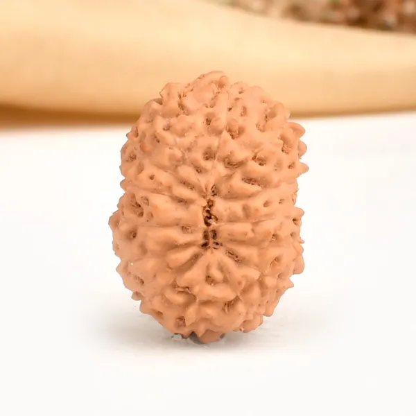 14_Mukhi_From_Java_Indonesia_Large_Cxlv