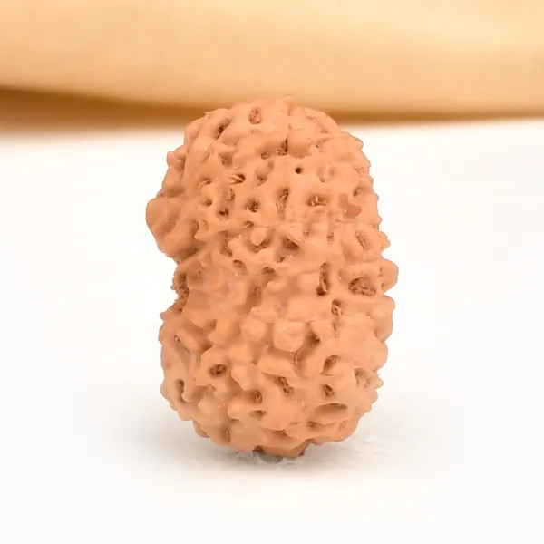 14_Mukhi_From_Java_Indonesia_Large_Cxlv