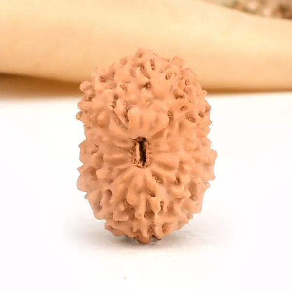 14_Mukhi_From_Java_Indonesia_Large_Cxlv