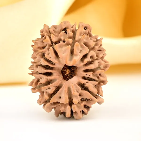 13_Mukhi_From_Nepal_Small_Ccclxxxviii