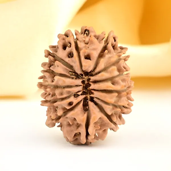 13_Mukhi_From_Nepal_Small_Ccclxxxviii
