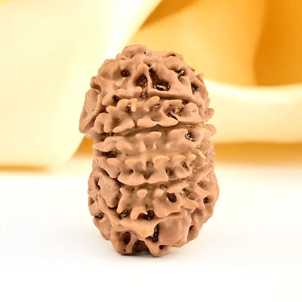13_Mukhi_From_Nepal_Small_Ccclxxxviii
