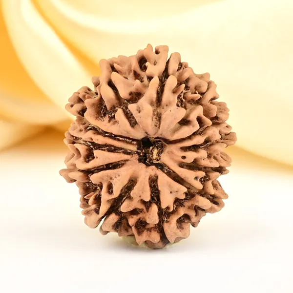 12_Mukhi_From_Nepal_Small_Cdliv