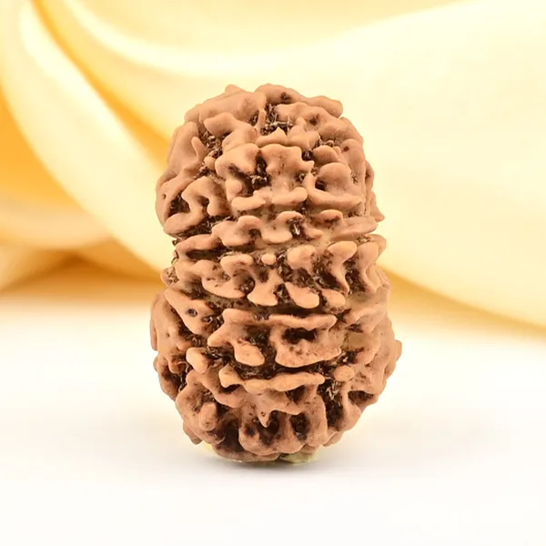 12_Mukhi_From_Nepal_Small_Cdliv