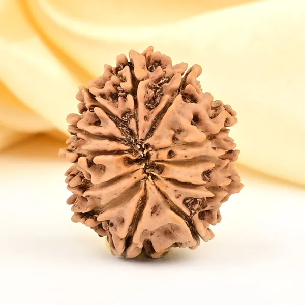 12_Mukhi_From_Nepal_Small_Cdliv