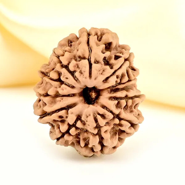 12_Mukhi_From_Nepal_Small_Cdlxxviii