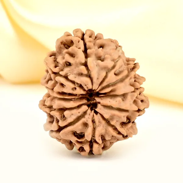 12_Mukhi_From_Nepal_Small_Cdlxxviii