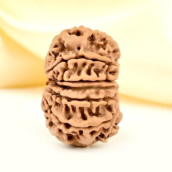 12_Mukhi_From_Nepal_Small_Cdlxxviii