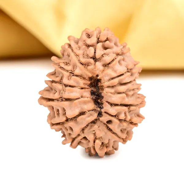 15_Mukhi_From_Nepal_Cxlvi