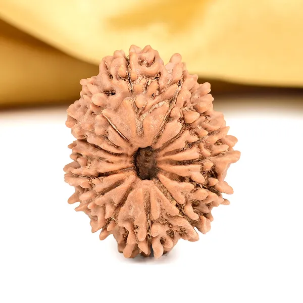 15_Mukhi_From_Nepal_Cxlvi