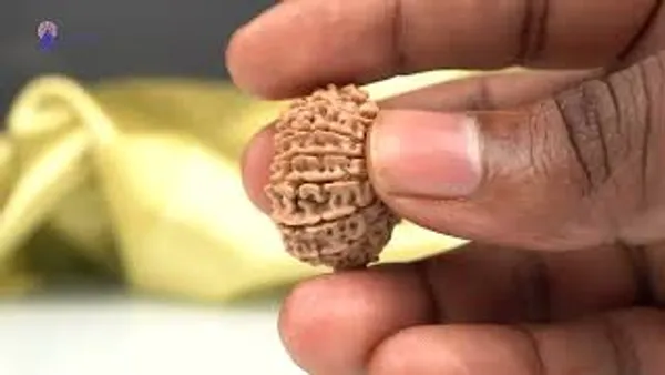 15_Mukhi_From_Nepal_Cxlvi