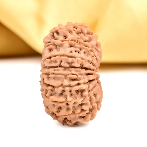 15_Mukhi_From_Nepal_Cxlvi