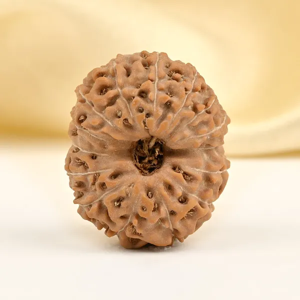 15_Mukhi_From_Java_Indonesia_Large_Cl