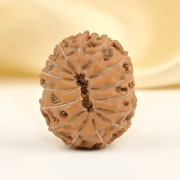 15_Mukhi_From_Java_Indonesia_Large_Cl