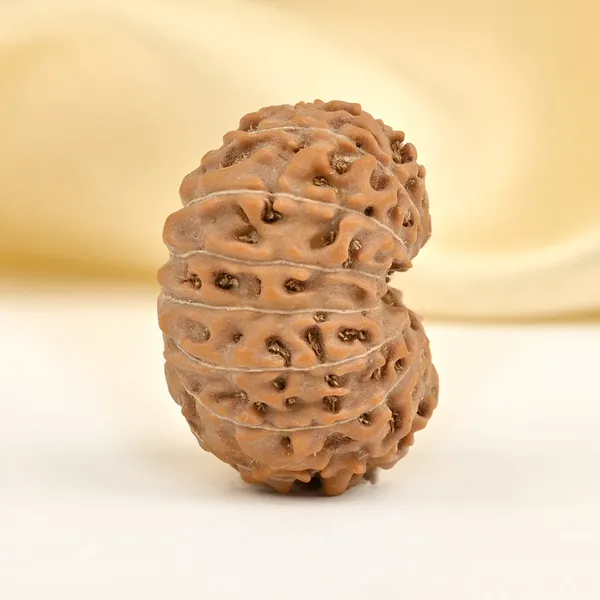 15_Mukhi_From_Java_Indonesia_Large_Cl