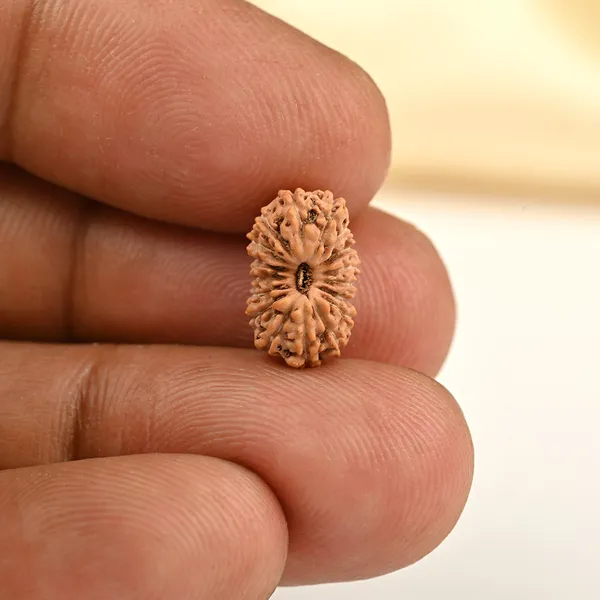 17_Mukhi_From_Java_Indonesia_Small_Cclxxvi